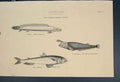 Original Old Antique Print Abdominales Argentina Fish Fishes C1860 Victorian