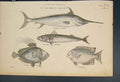 Original Old Antique Print Acanthopterygii Swordfish Mackarell Guttatus Doree