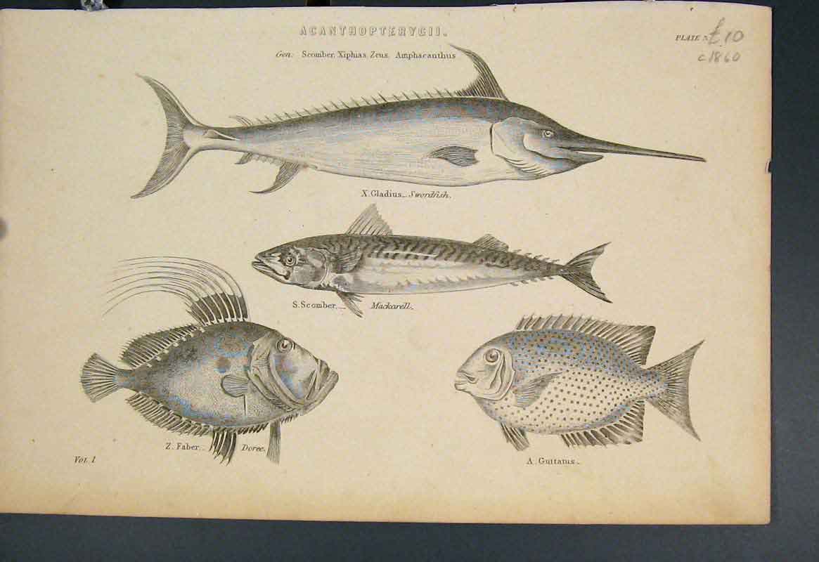 Original Old Antique Print Acanthopterygii Swordfish Mackarell Guttatus Doree