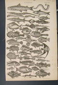 Original Old Antique Print Fish Fishes Salmon Herring Eal Fine Art