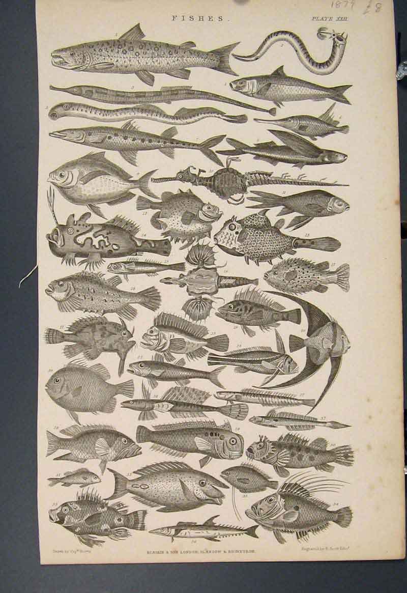 Original Old Antique Print Fish Fishes Salmon Herring Eal Fine Art