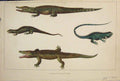 Original Old Antique Print Reptile Aligator Crocodile Reptiles Hand Colour