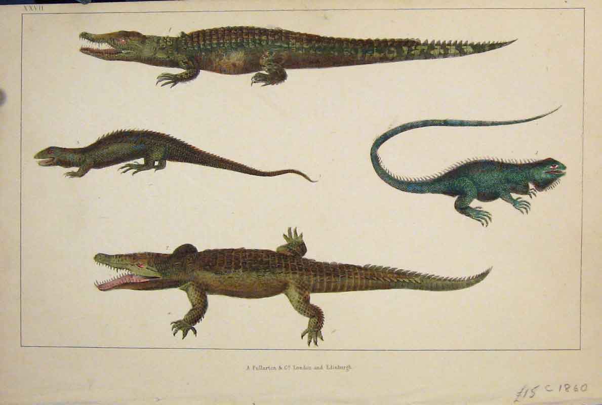 Original Old Antique Print Reptile Aligator Crocodile Reptiles Hand Colour