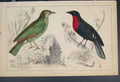 Original Old Antique Print Ref.37 Bird Birds Hand Colour C1860