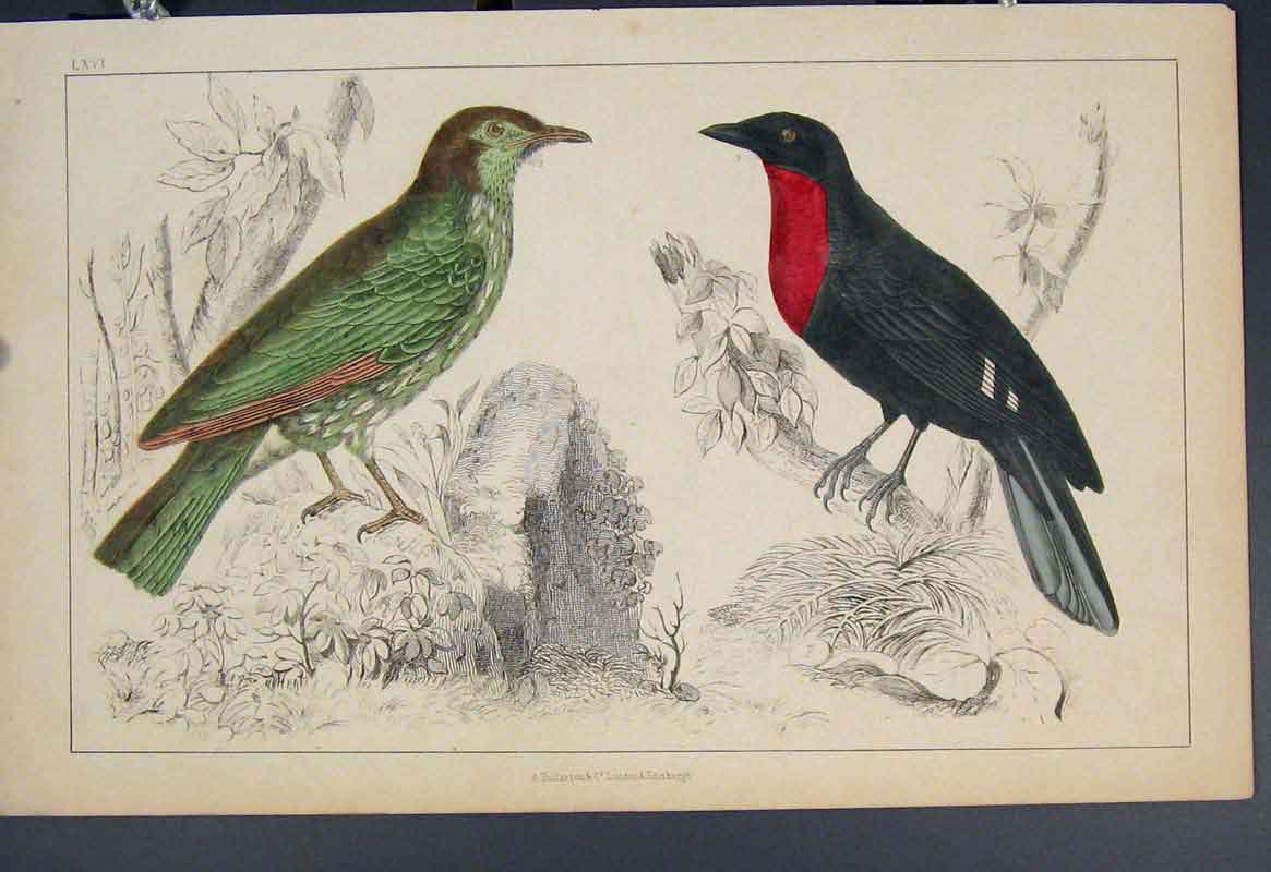 Original Old Antique Print Ref.37 Bird Birds Hand Colour C1860