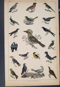 Original Old Antique Print Ref.38 Bird Birds Hand Colour C1860