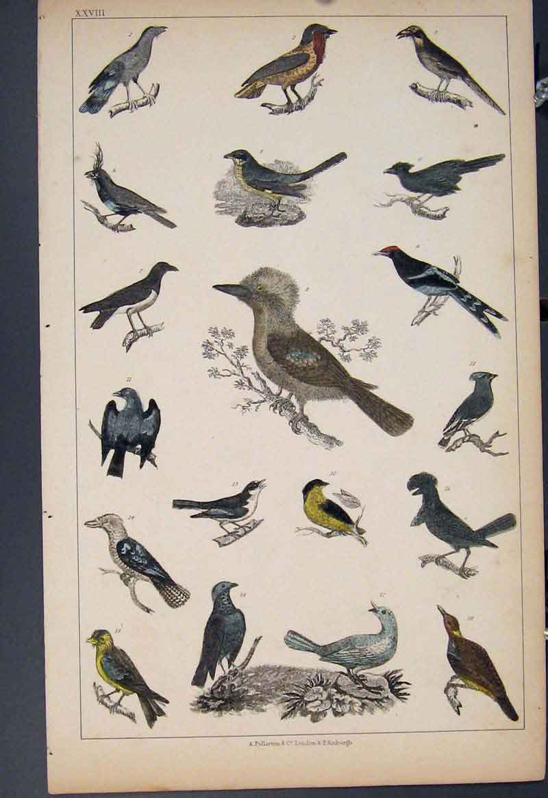 Original Old Antique Print Ref.38 Bird Birds Hand Colour C1860