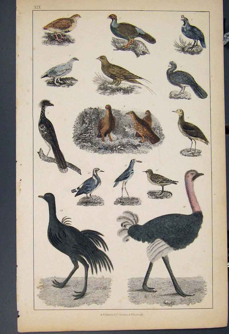 Original Old Antique Print Bird Birds Hand Colour C1860 *2 19th
