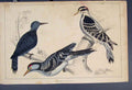 Original Old Antique Print Bird Birds Hand Colour C1860 *3 19th