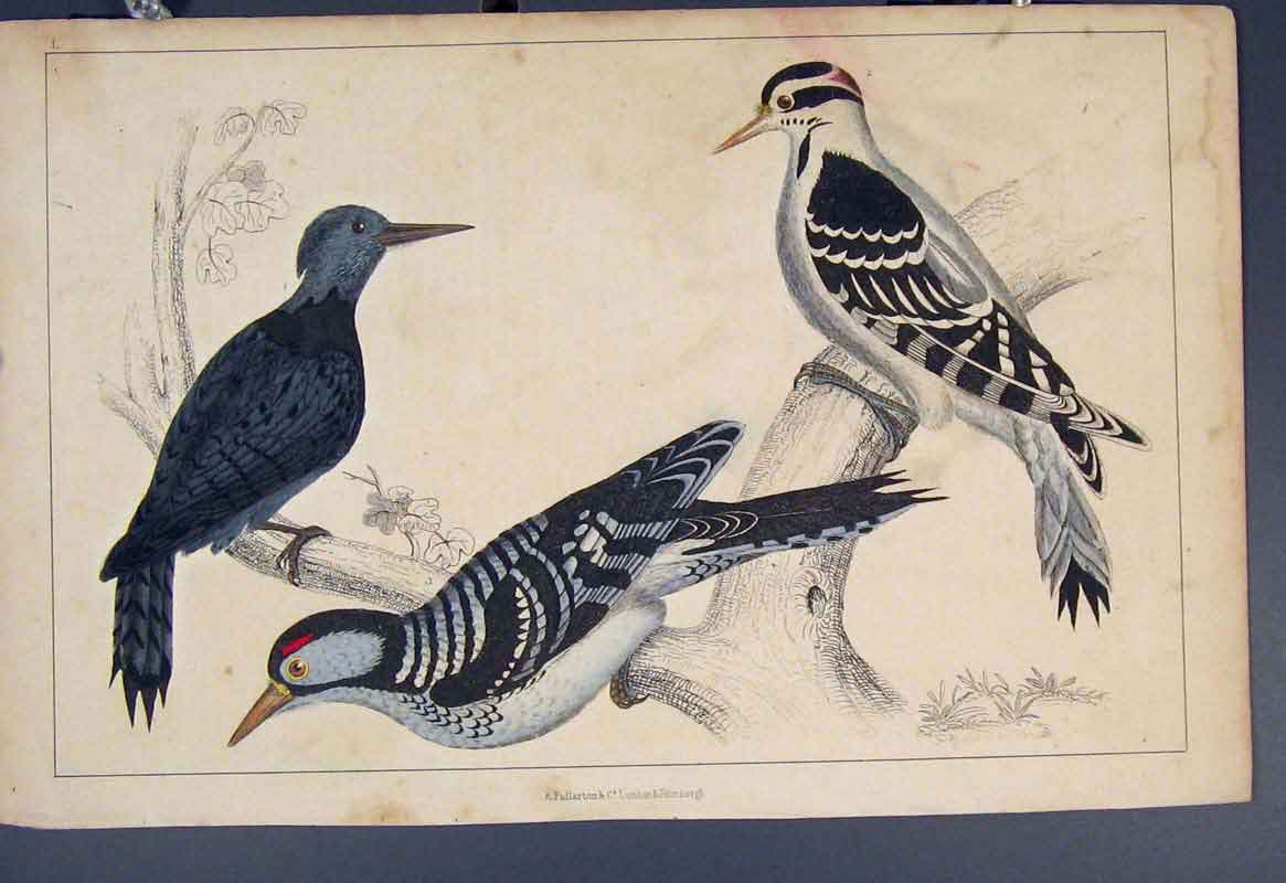Original Old Antique Print Bird Birds Hand Colour C1860 *3 19th