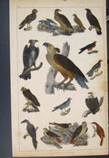 Original Old Antique Print Bird Birds Hand Colour C1860 *4 19th