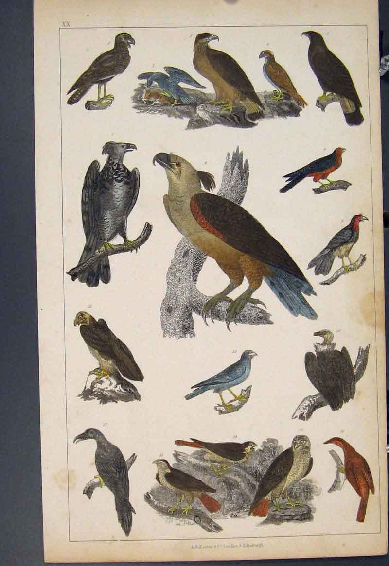 Original Old Antique Print Bird Birds Hand Colour C1860 *4 19th