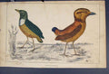 Original Old Antique Print Bird Birds Hand Colour C1860 *6 19th