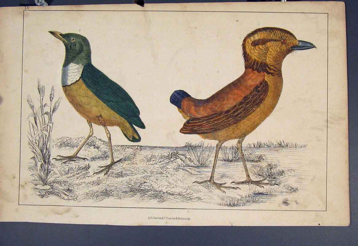Original Old Antique Print Bird Birds Hand Colour C1860 *6 19th