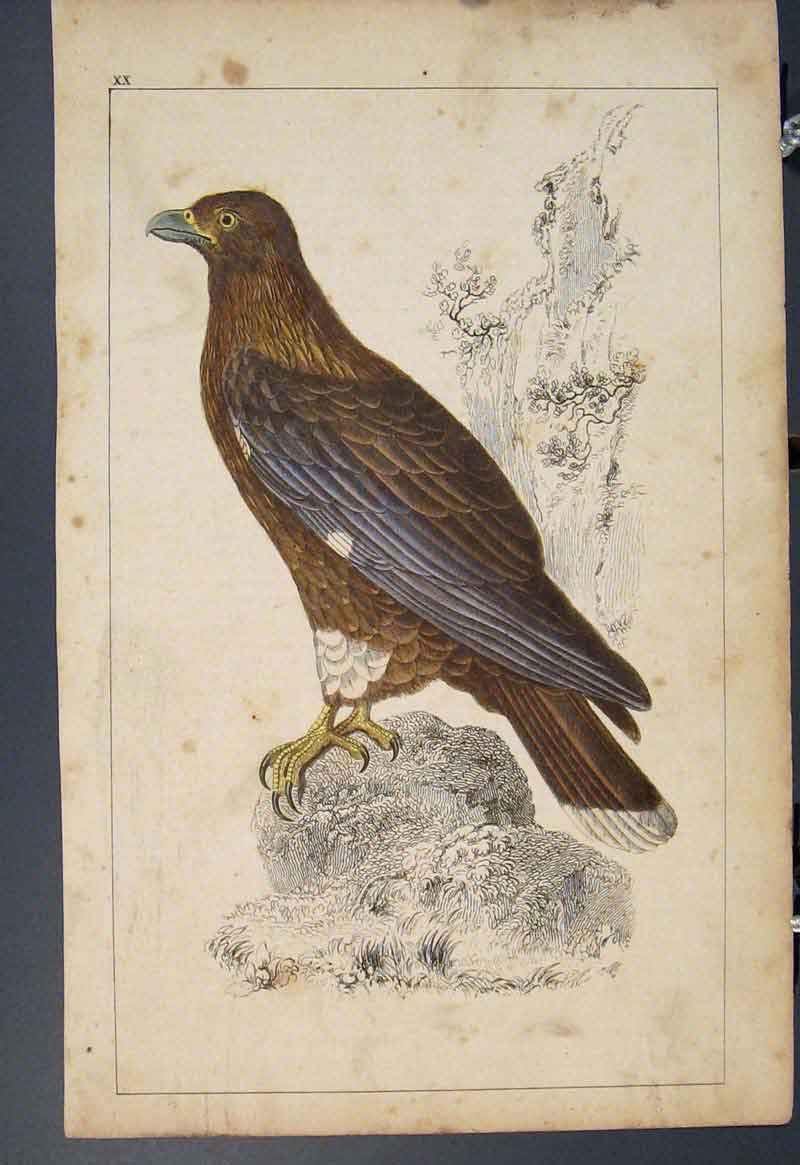 Original Old Antique Print Bird Birds Hand Colour C1860 *7 19th
