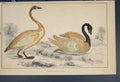 Original Old Antique Print Bird Birds Hand Colour C1860 *8 19th