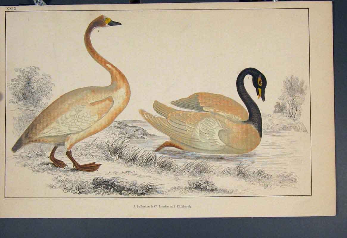 Original Old Antique Print Bird Birds Hand Colour C1860 *8 19th