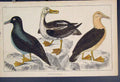 Original Old Antique Print Ref.40 Bird Birds Duck Ducks Hand Colour C1860