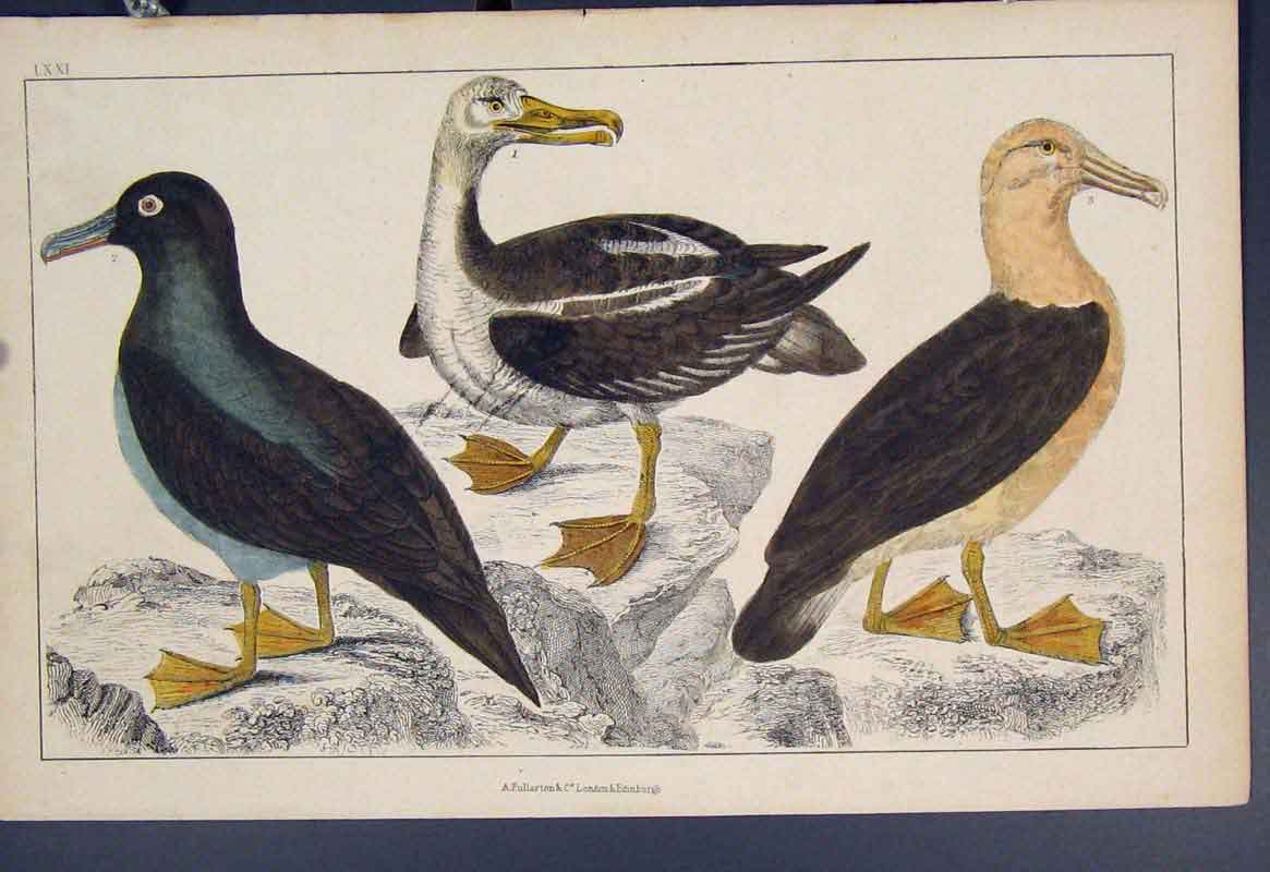 Original Old Antique Print Ref.40 Bird Birds Duck Ducks Hand Colour C1860