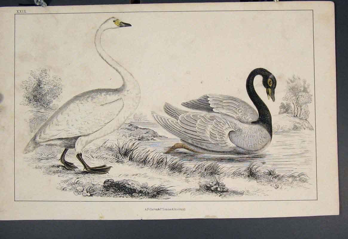 Original Old Antique Print Bird Birds Duck Ducks Colour C1860 Art 19th
