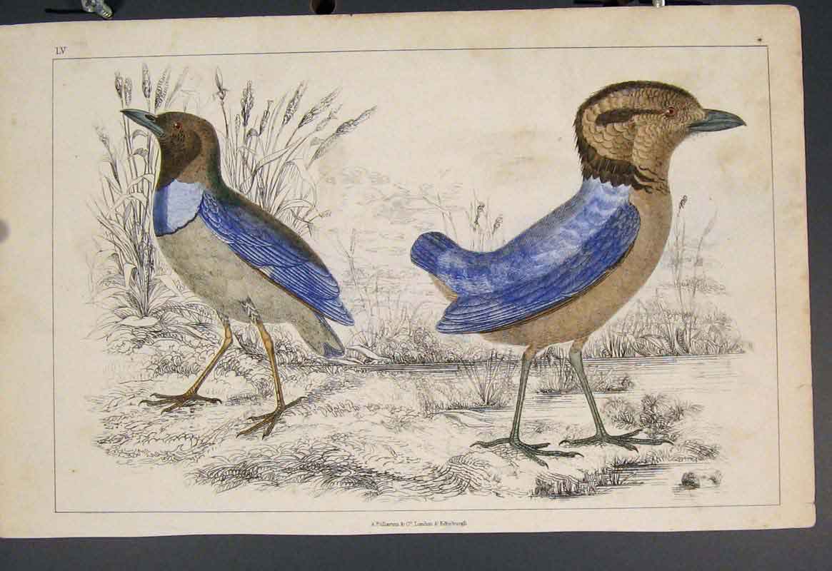 Original Old Antique Print Bird Birds Hand Colour C1860 *9 19th