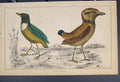 Original Old Antique Print Bird Birds Hand Colour C1860*12 19th