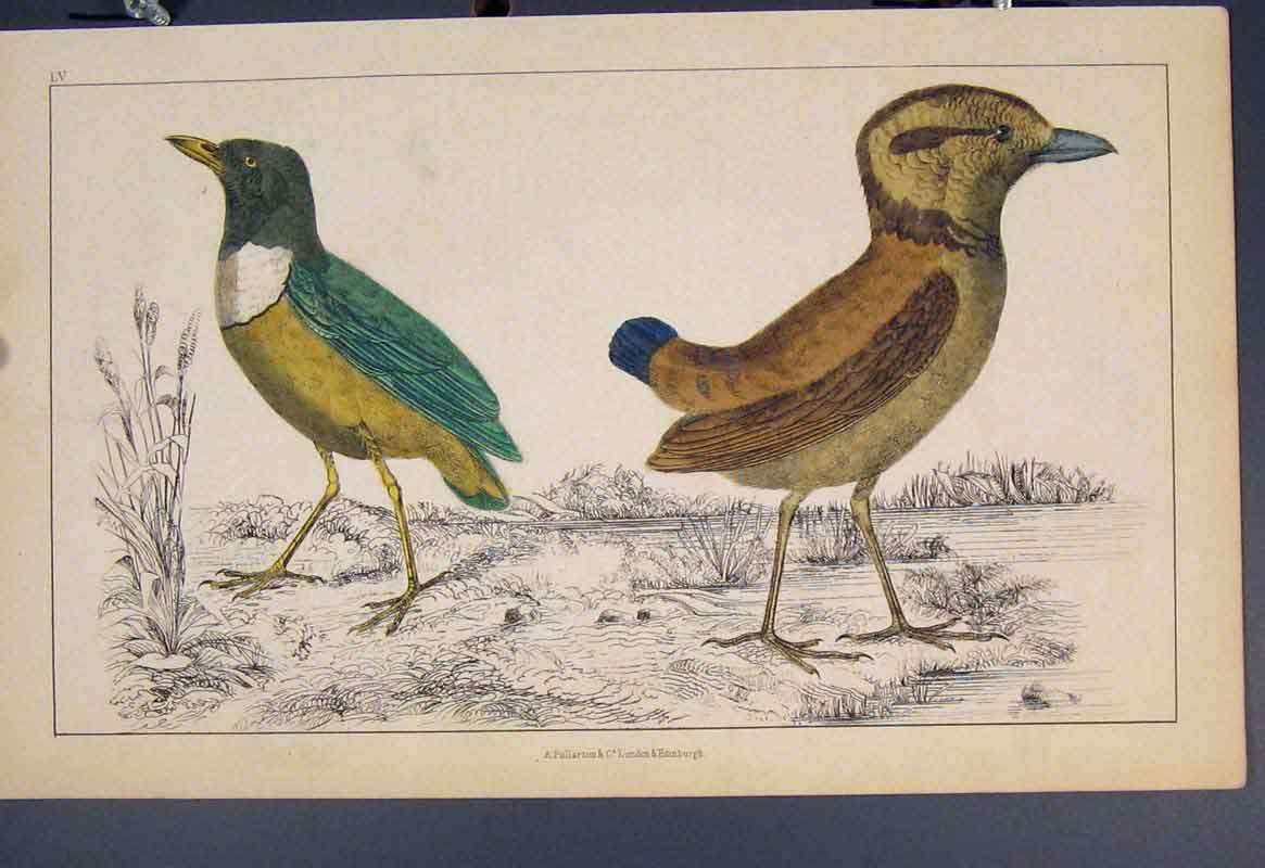 Original Old Antique Print Bird Birds Hand Colour C1860*12 19th