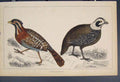 Original Old Antique Print Bird Birds Hand Colour C1860 Fine Art 19th