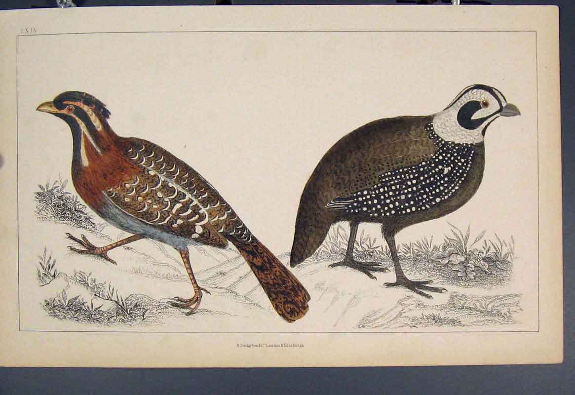 Original Old Antique Print Bird Birds Hand Colour C1860 Fine Art 19th