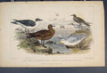 Original Old Antique Print Gull Richardson'S Skua Tern Bird Birds Colour
