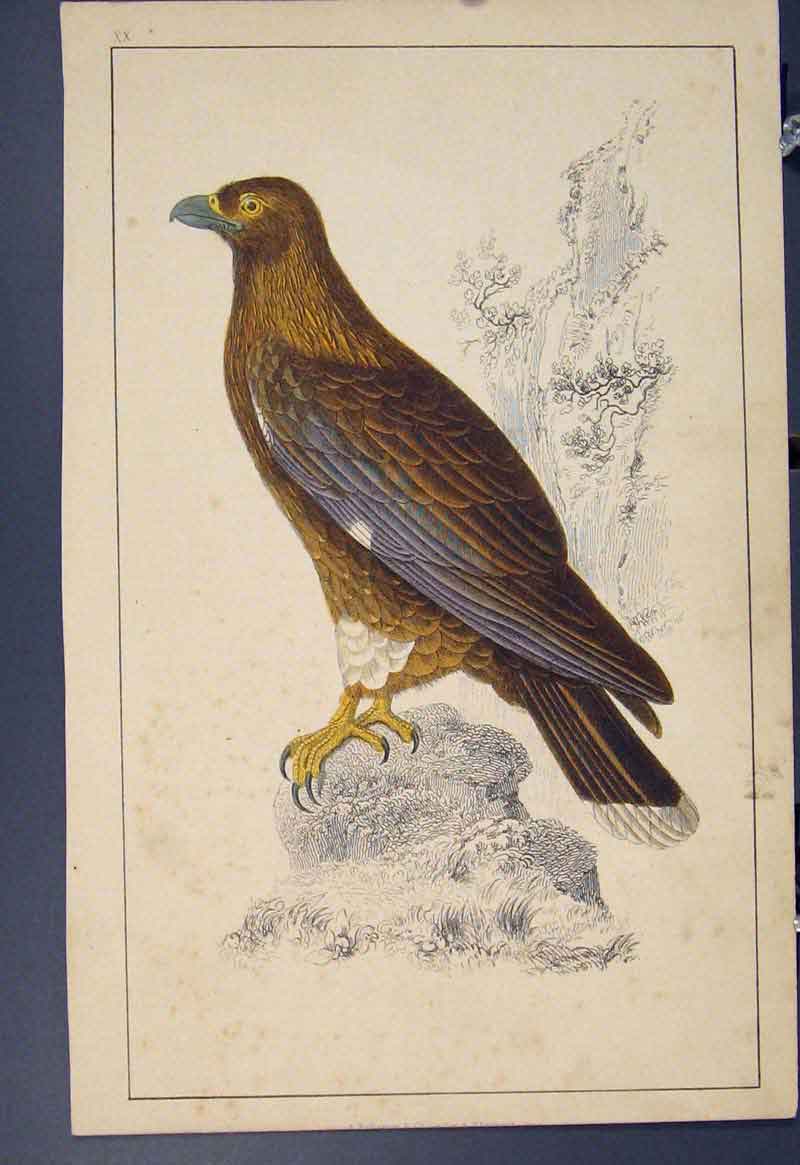 Original Old Antique Print Bird Birds Colour Fine Art C1860 19th