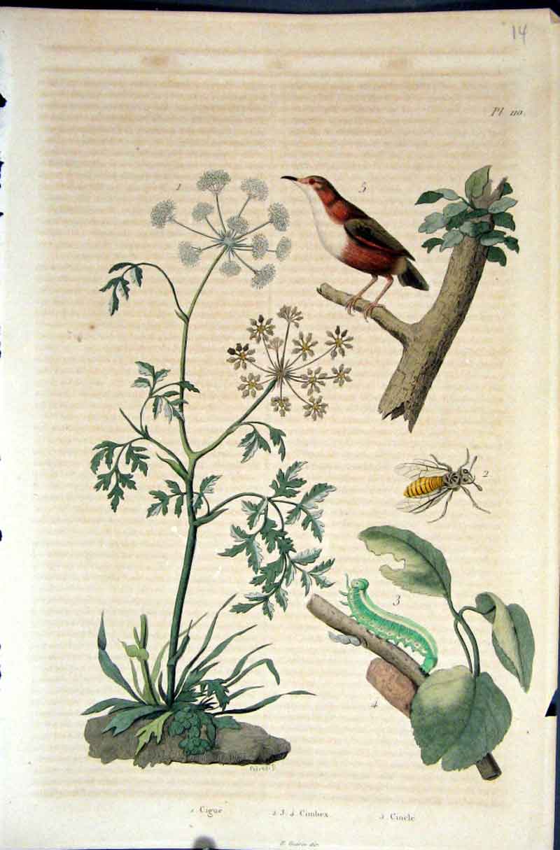 Original Old Antique Print 1839 H/C Natural History By Baron Fries Perdetti*110