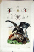 Original Old Antique Print 1839 H/C Natural History By Baron Fries Perdetti*625