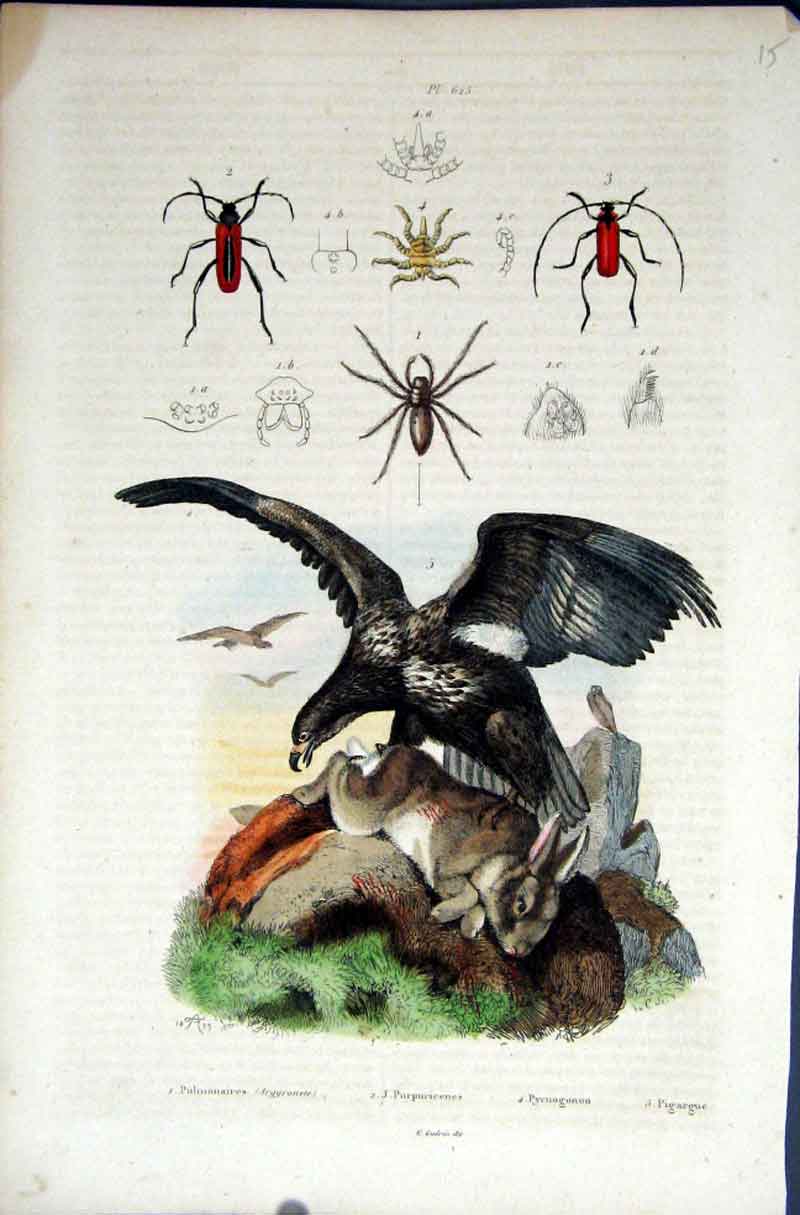 Original Old Antique Print 1839 H/C Natural History By Baron Fries Perdetti*625
