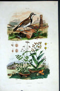 Original Old Antique Print 1839 H/C Natural History By Baron Fries Perdetti*237