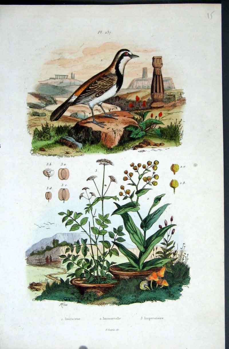 Original Old Antique Print 1839 H/C Natural History By Baron Fries Perdetti*237