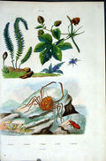 Original Old Antique Print 1839 H/C Natural History By Baron Fries Perdetti*222