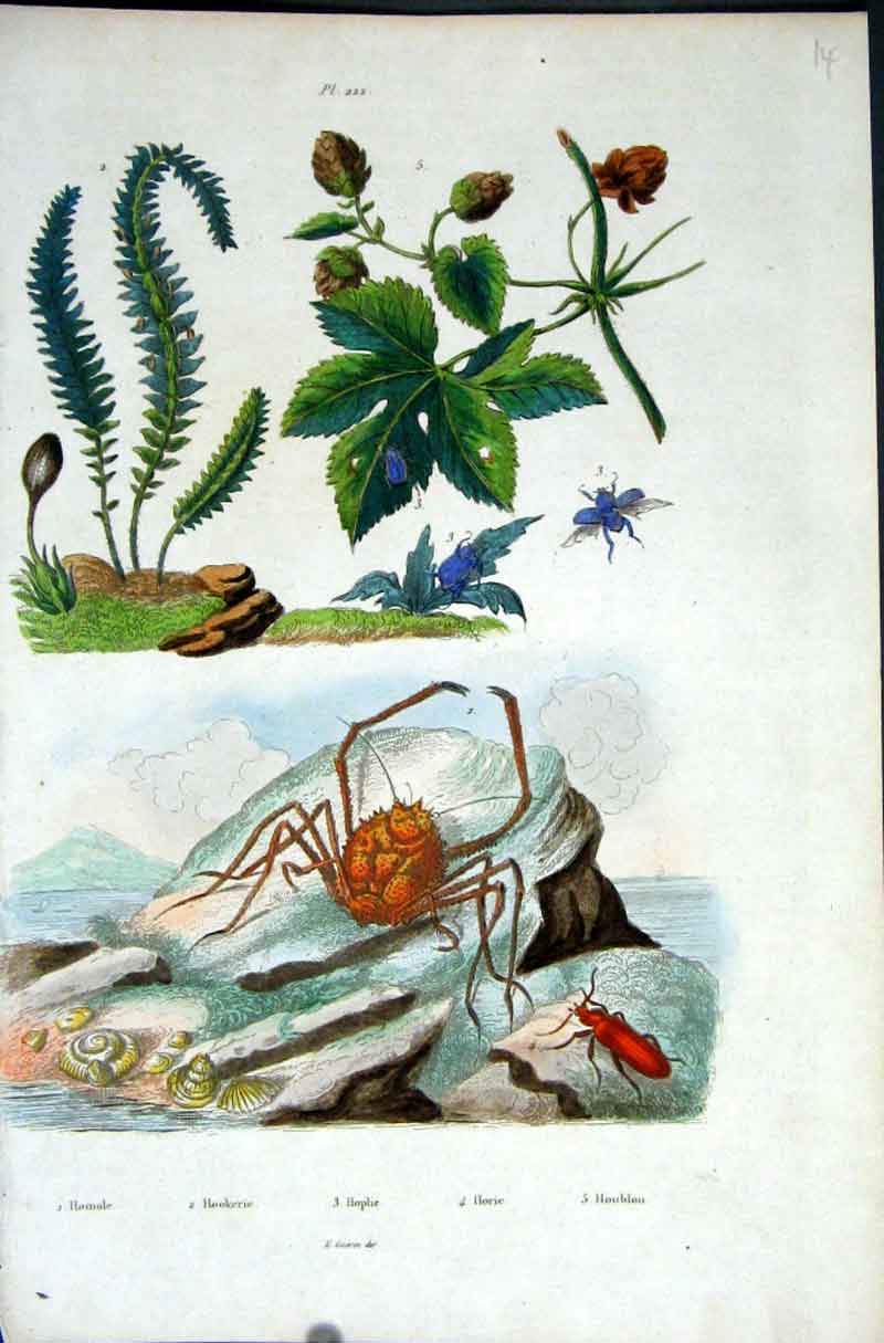 Original Old Antique Print 1839 H/C Natural History By Baron Fries Perdetti*222