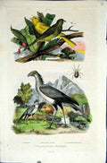Original Old Antique Print 1839 H/C Natural History By Baron Fries Perdetti*657