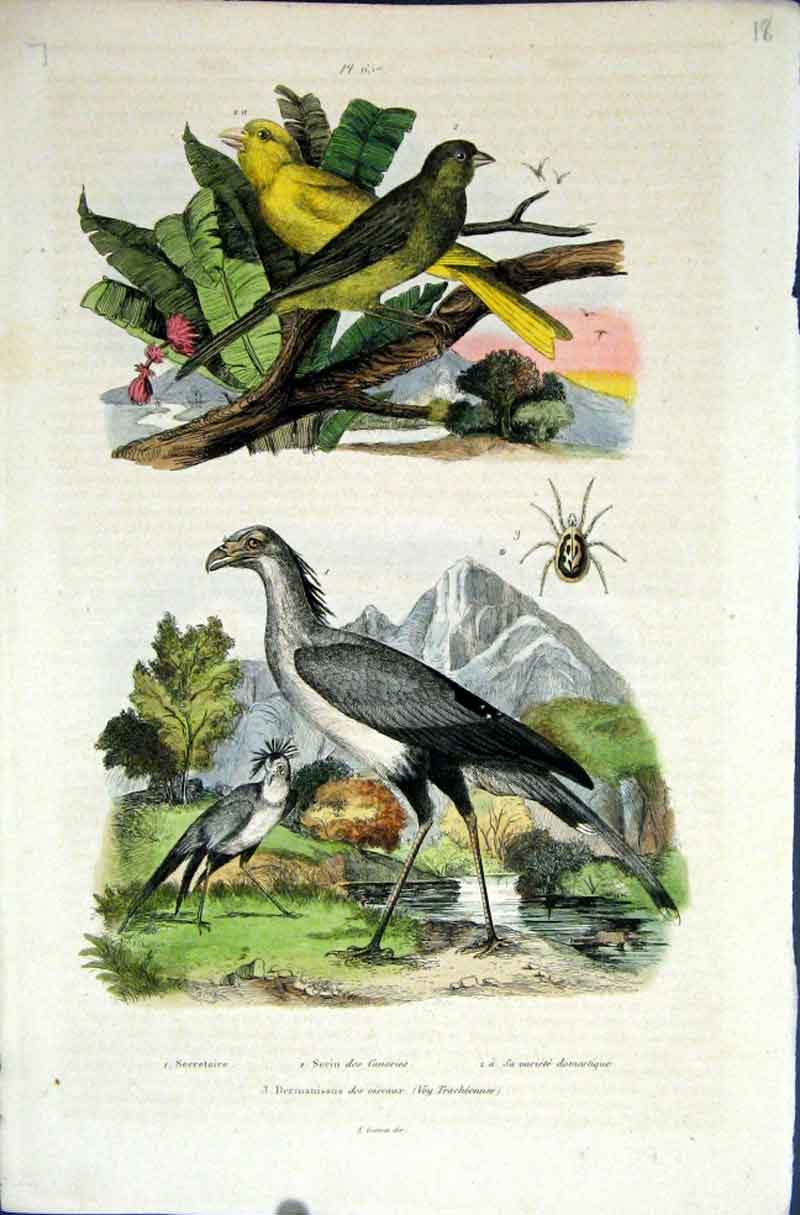 Original Old Antique Print 1839 H/C Natural History By Baron Fries Perdetti*657