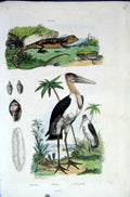 Original Old Antique Print 1839 H/C Natural History By Baron Fries Perdetti*330