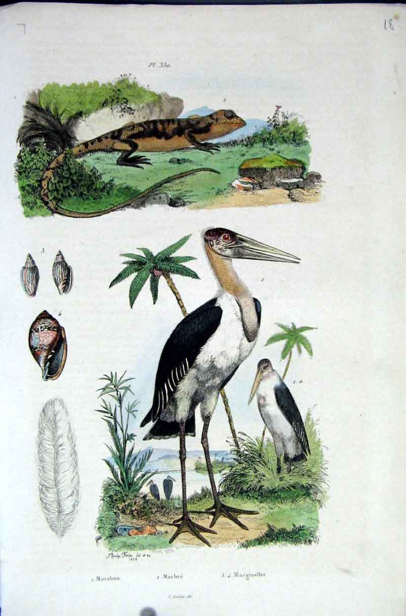 Original Old Antique Print 1839 H/C Natural History By Baron Fries Perdetti*330