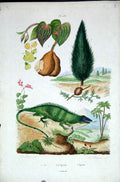 Original Old Antique Print 1839 H/C Natural History By Baron Fries Perdetti*236