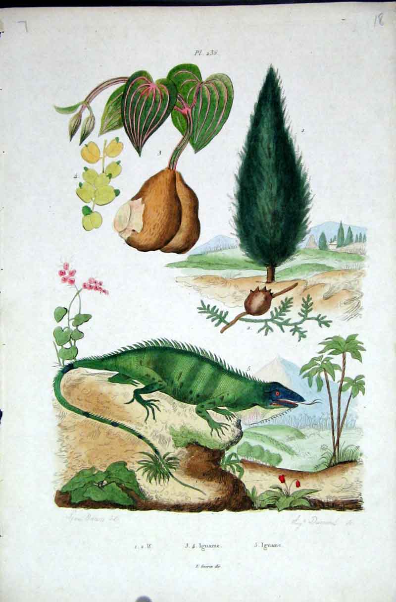 Original Old Antique Print 1839 H/C Natural History By Baron Fries Perdetti*236