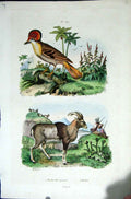 Original Old Antique Print 1839 H/C Natural History By Baron Fries Perdetti*392