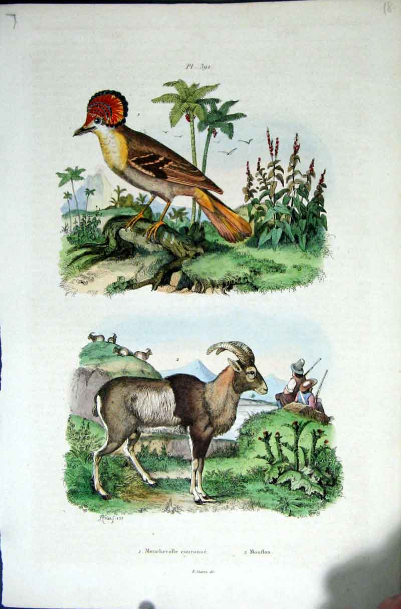 Original Old Antique Print 1839 H/C Natural History By Baron Fries Perdetti*392