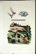 Original Old Antique Print 1839 H/C Natural History By Baron Fries Perdetti*574