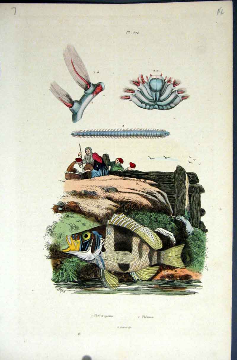 Original Old Antique Print 1839 H/C Natural History By Baron Fries Perdetti*574