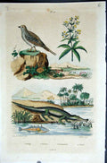 Original Old Antique Print 1839 H/C Natural History By Baron Fries Perdetti*171