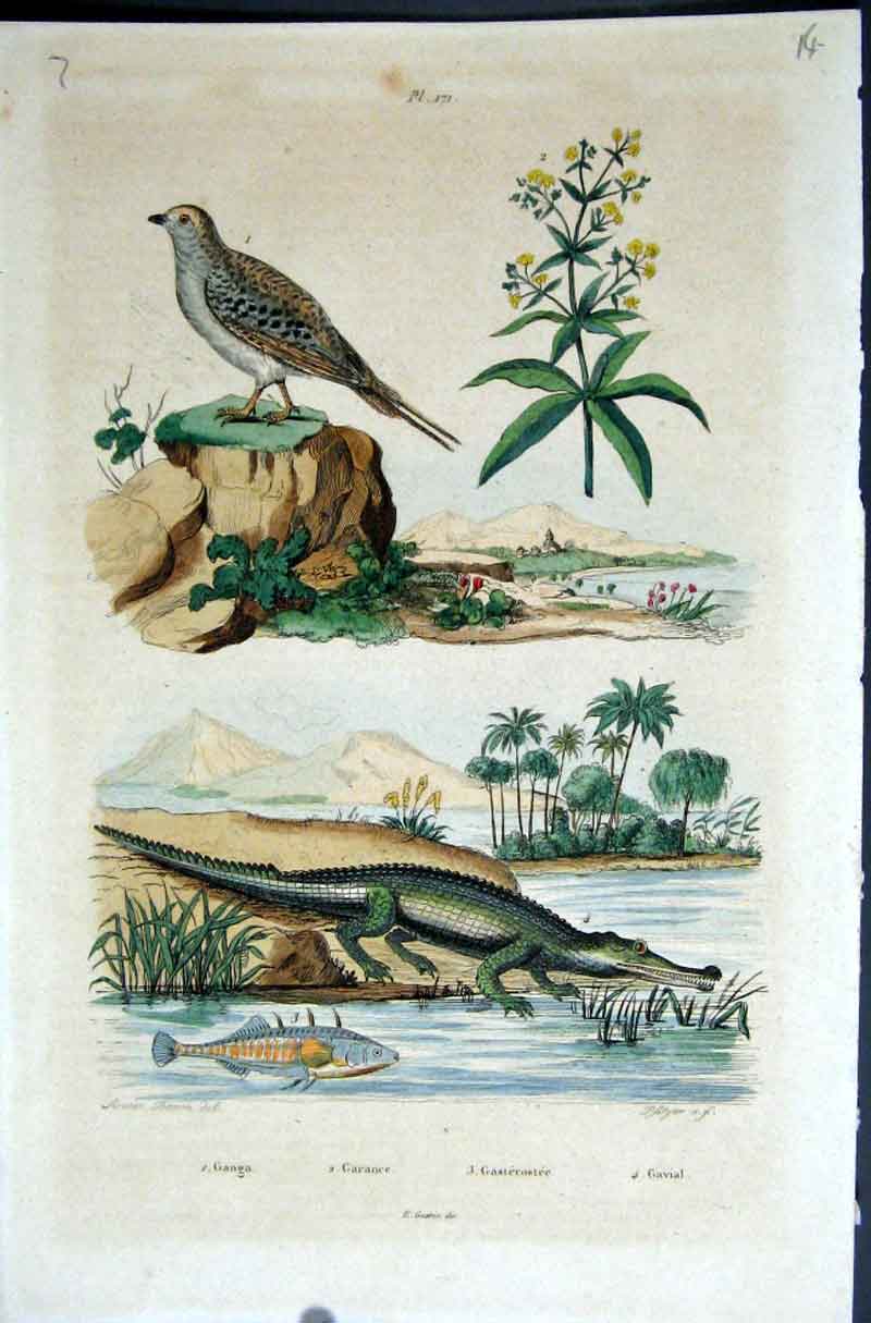 Original Old Antique Print 1839 H/C Natural History By Baron Fries Perdetti*171